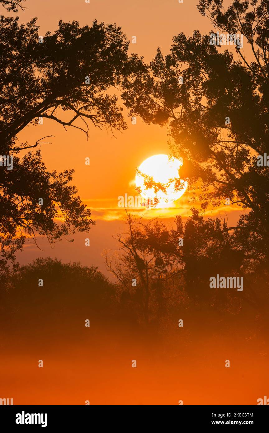 Summer dawn trees hi-res stock photography and images - Alamy