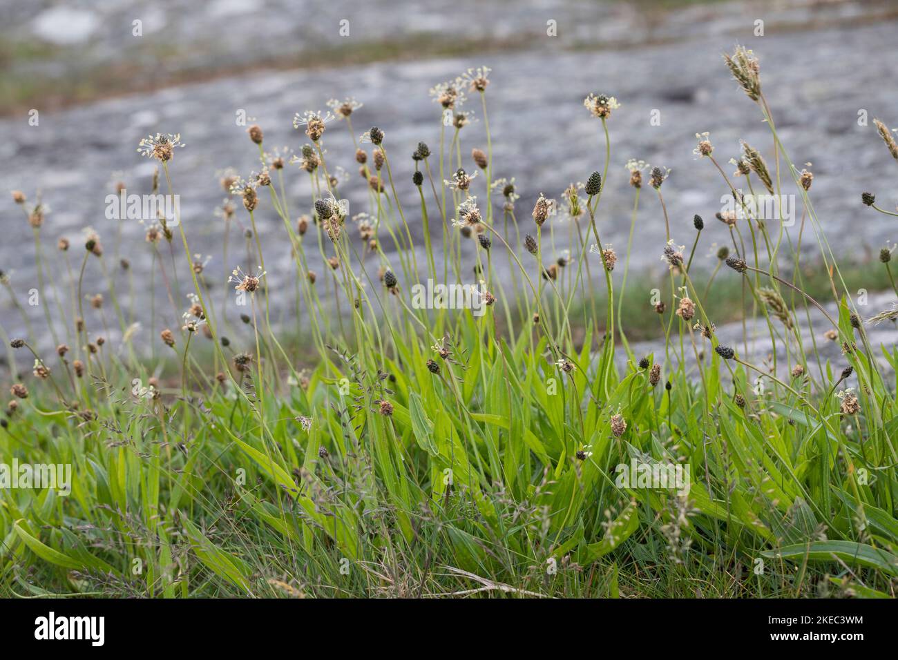 Spitz-Wegerich, Spitzwegerich, Wegerich, Plantago lanceolata, English Plantain, Ribwort, narrowleaf plantain, ribwort plantain, ribleaf, le Plantain l Stock Photo