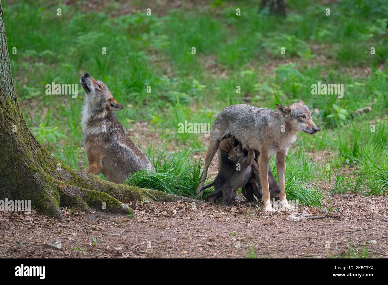 Germany wolves puppies hi-res stock photography and images - Alamy