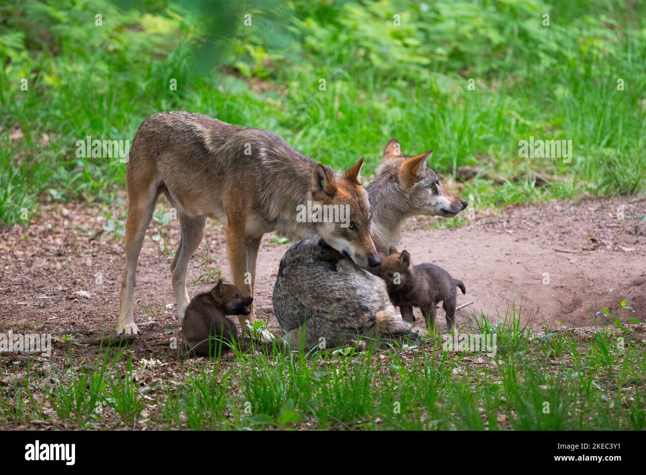 Wolves with wolf pups at den, summer, Germany, Europe Stock Photo - Alamy