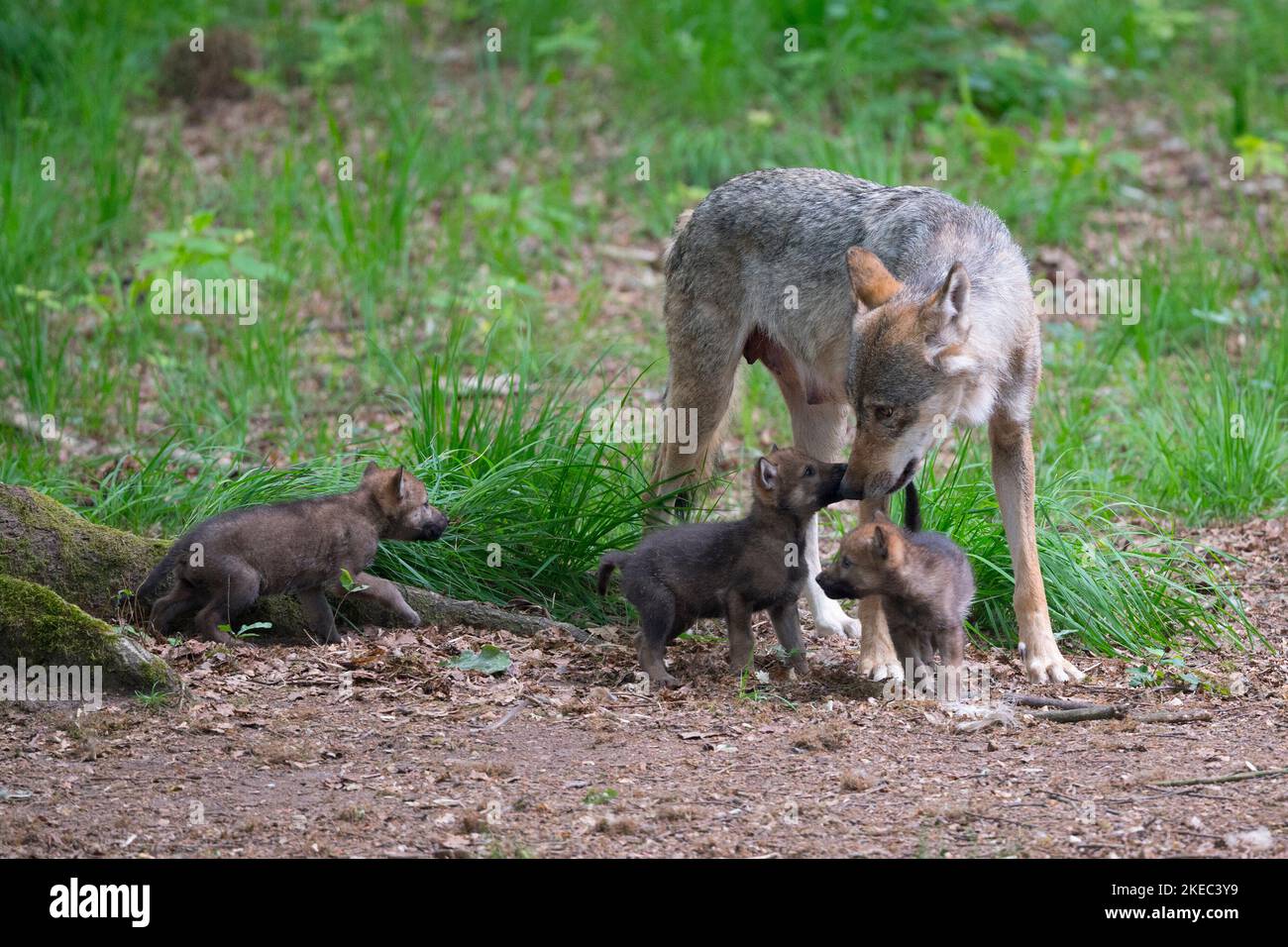 Germany wolves puppies hi-res stock photography and images - Alamy