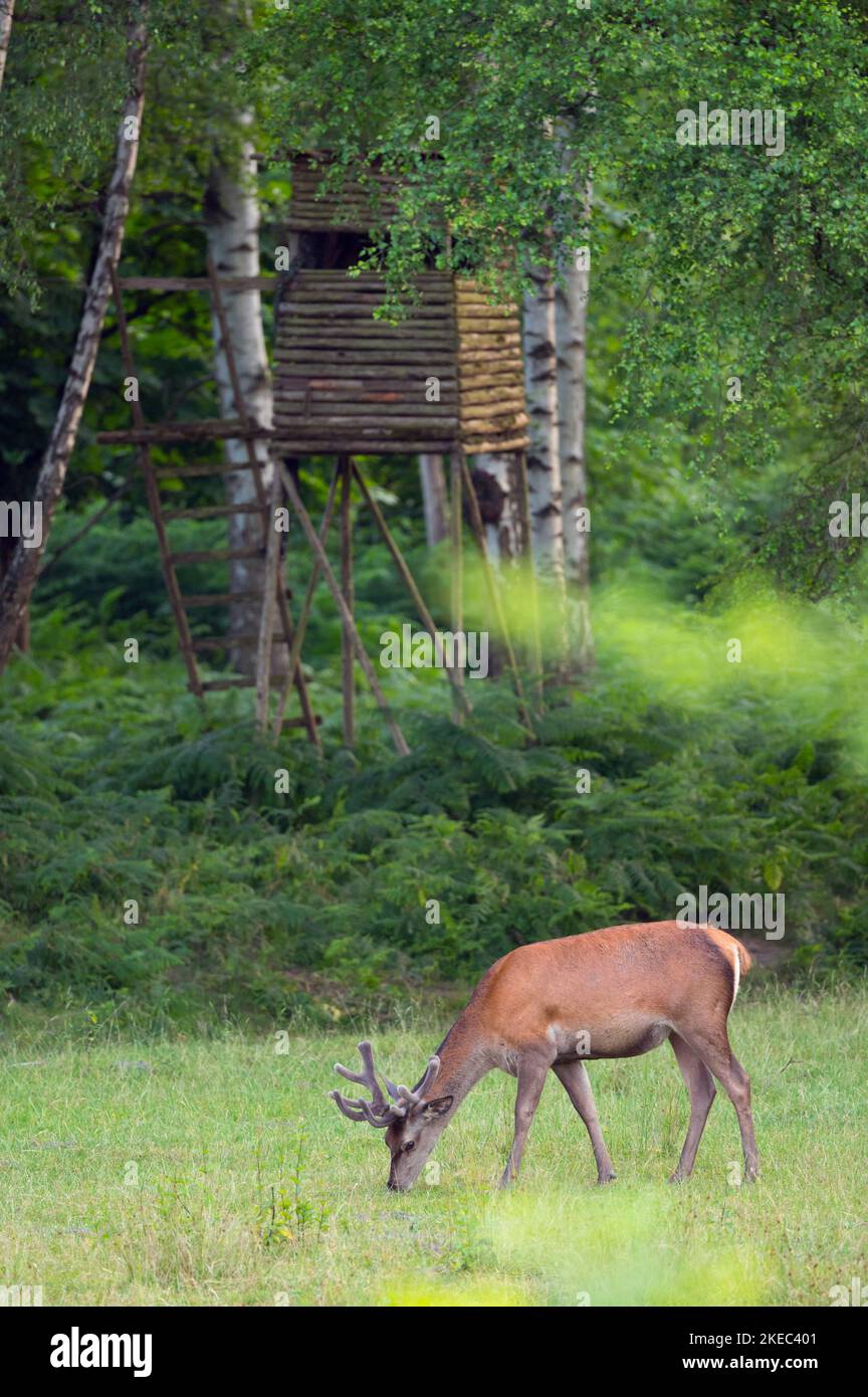 Grazing red deer (Cervus eleaphus) in front of a raised hide, summer, Hesse, Germany Stock Photo