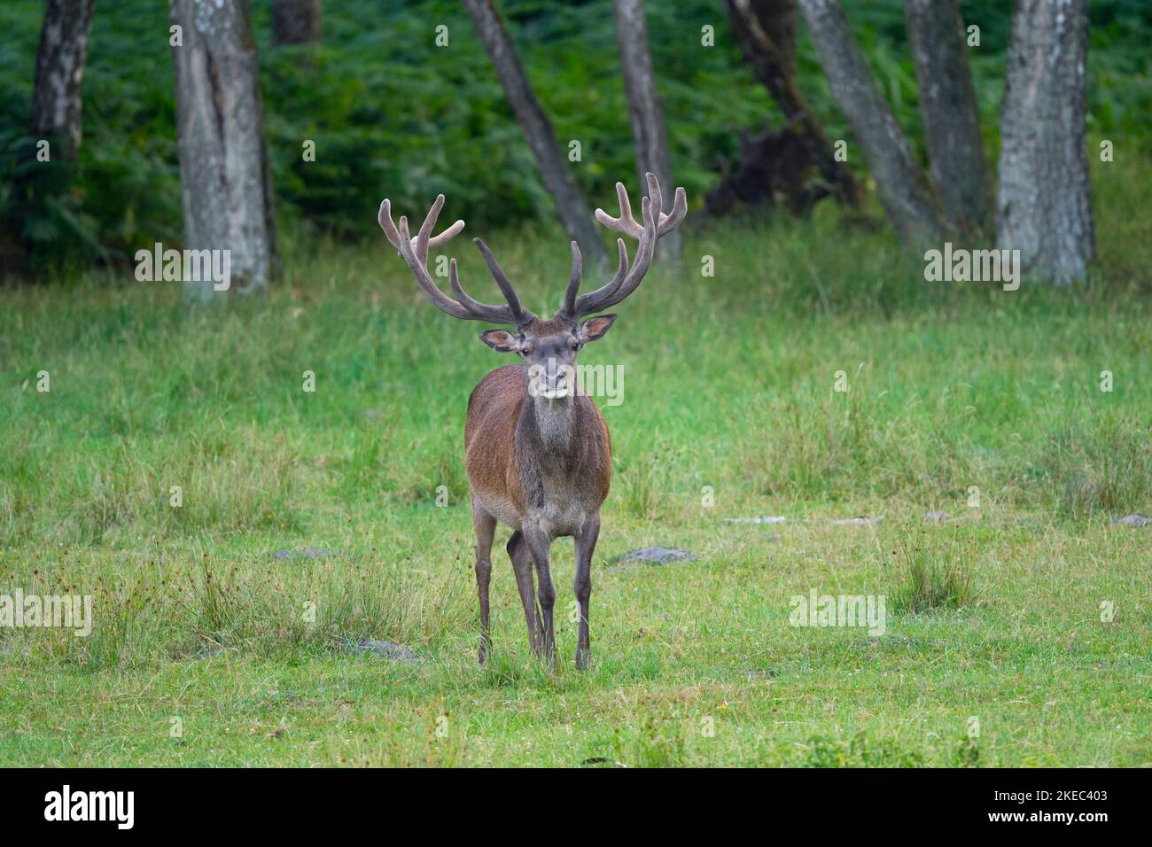 Red deer (Cervus eleaphus) at forest edge, summer, Hesse, Germany Stock Photo