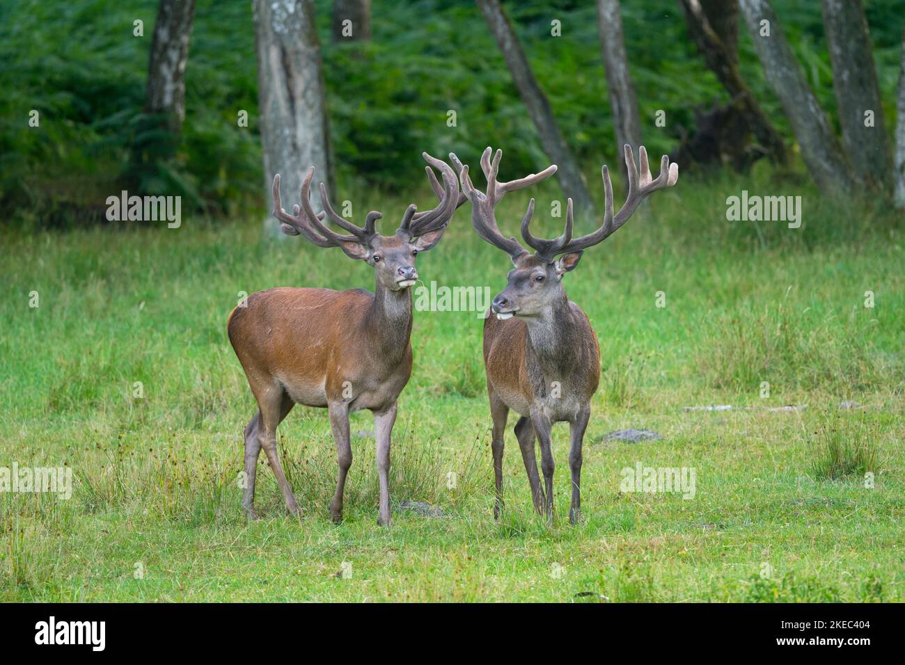 Red deer (Cervus eleaphus) at forest edge, summer, Hesse, Germany, Europe Stock Photo