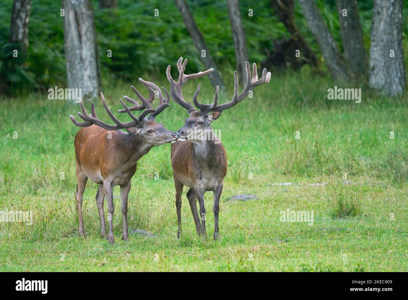 Red deer (Cervus eleaphus) at forest edge, summer, Hesse, Germany, Europe Stock Photo
