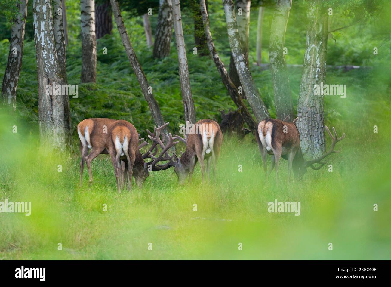 Grazing red deer (Cervus eleaphus) at forest edge, summer, Hesse, Germany Stock Photo