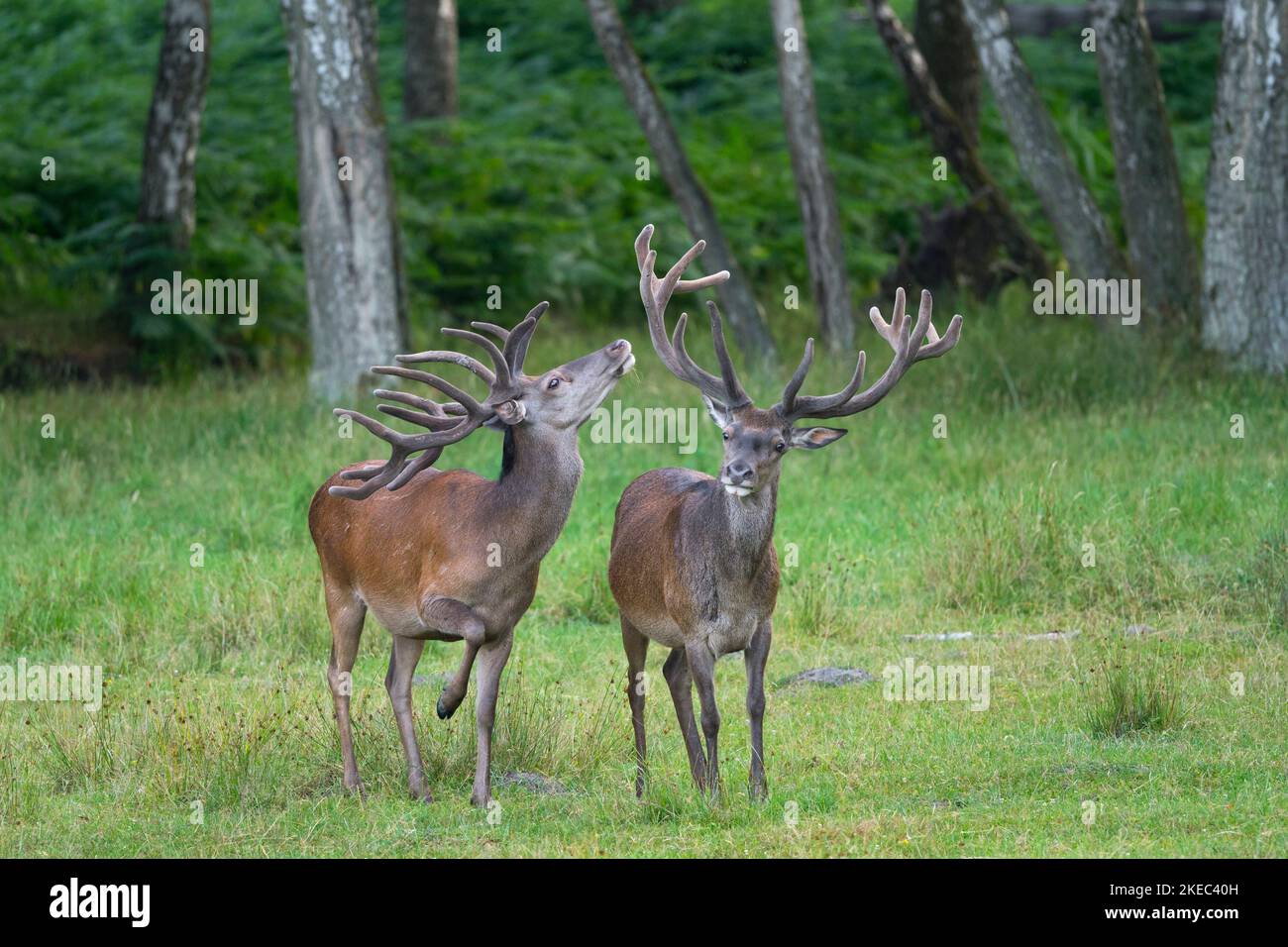 Red deer (Cervus eleaphus) at forest edge, summer, Hesse, Germany Stock Photo