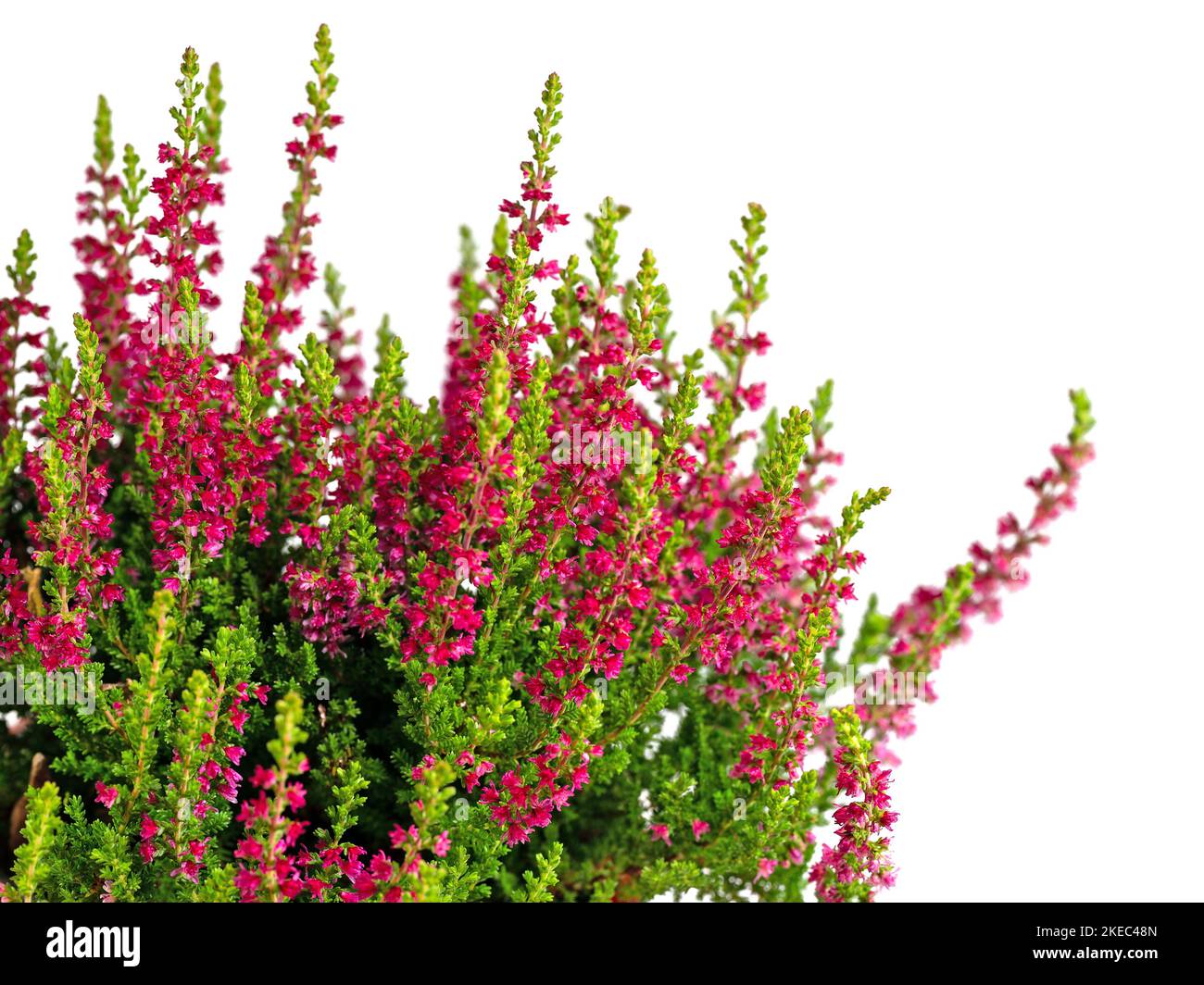 Flowering heather against a white background Stock Photo