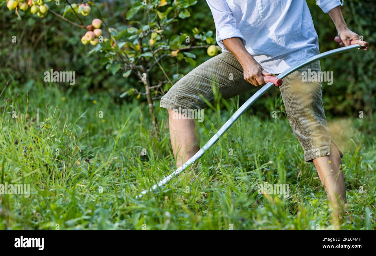 Woman cutting grass with scythe by hand, in garden. Stock Photo