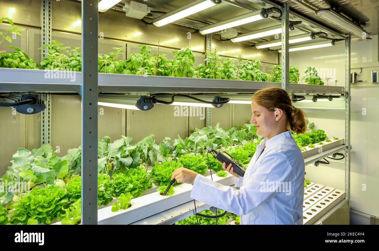 Vegetable cultivation on the Klaeranlage, SUSKULT, Agricultural Systems of the Future, Dinslaken, North Rhine-Westphalia, Germany Stock Photo