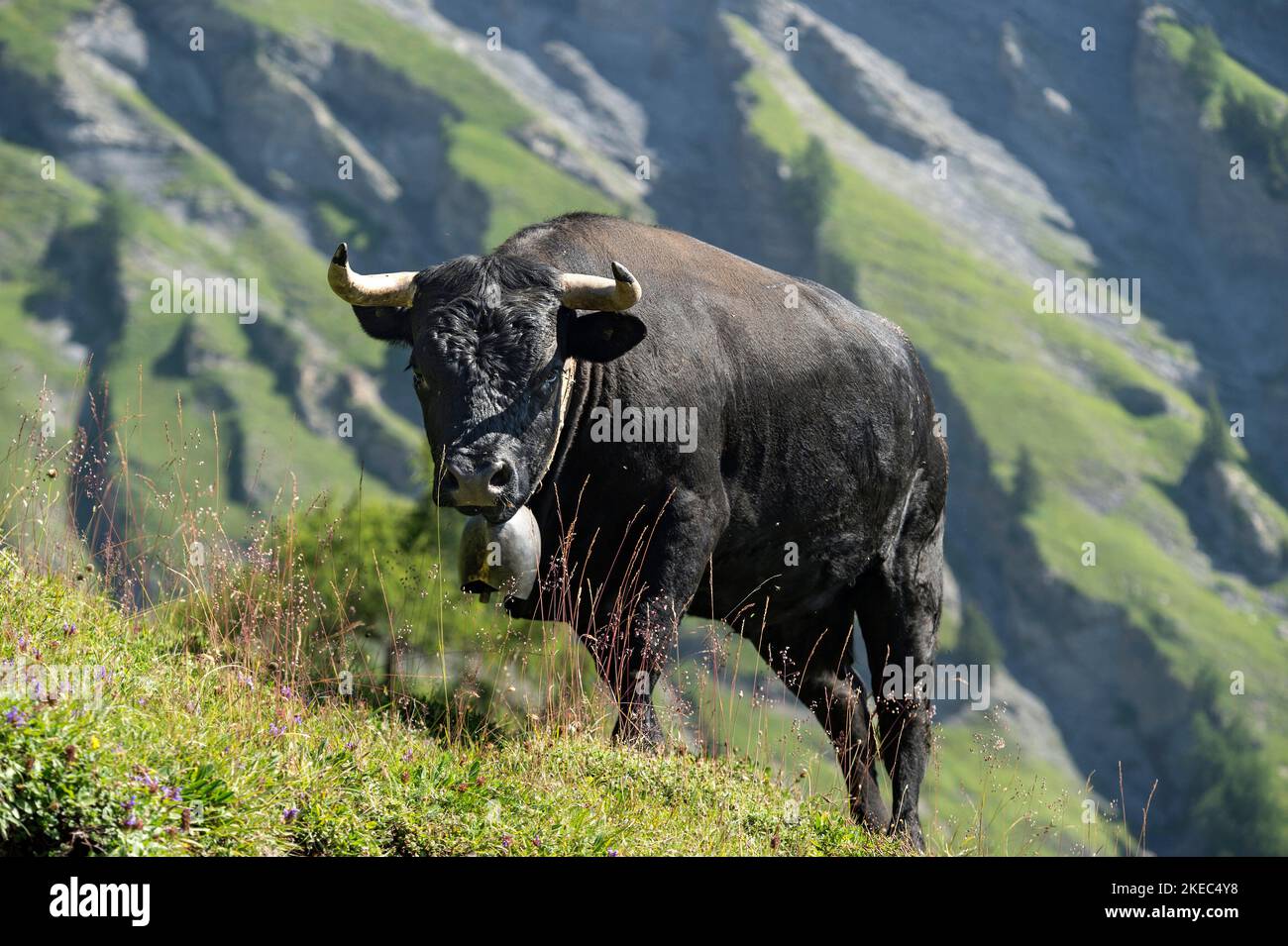 Black Eringer cow, an old domestic breed from the Valais, on a mountain pasture above Ovronnaz, Valais, Switzerland Stock Photo