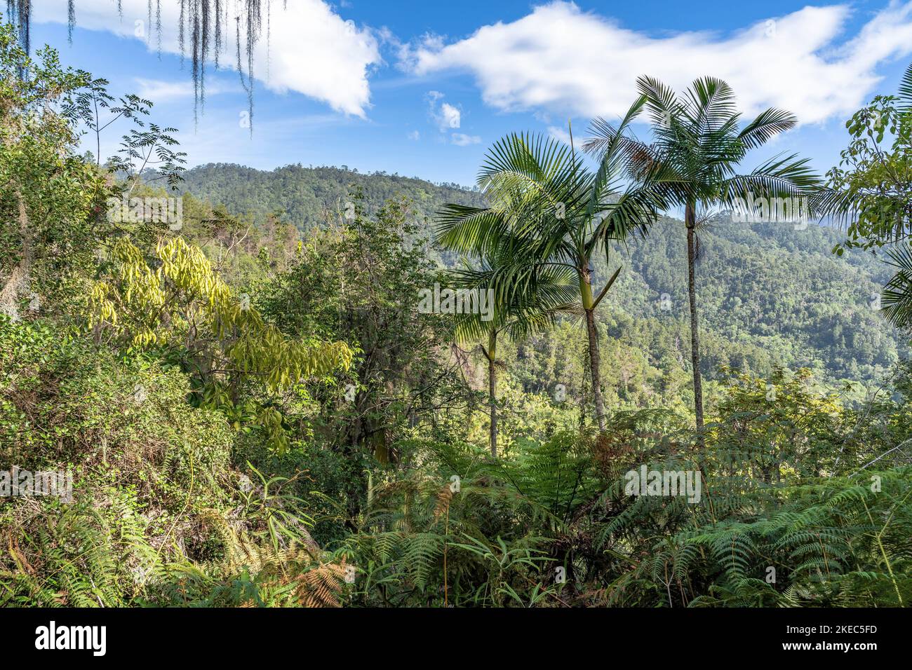 North America, Caribbean, Greater Antilles, Hispaniola Island, Dominican Republic, Central Cordillera, View over the Parque Nacional Armando Bermúdez in the ascent to Pico Duarte Stock Photo