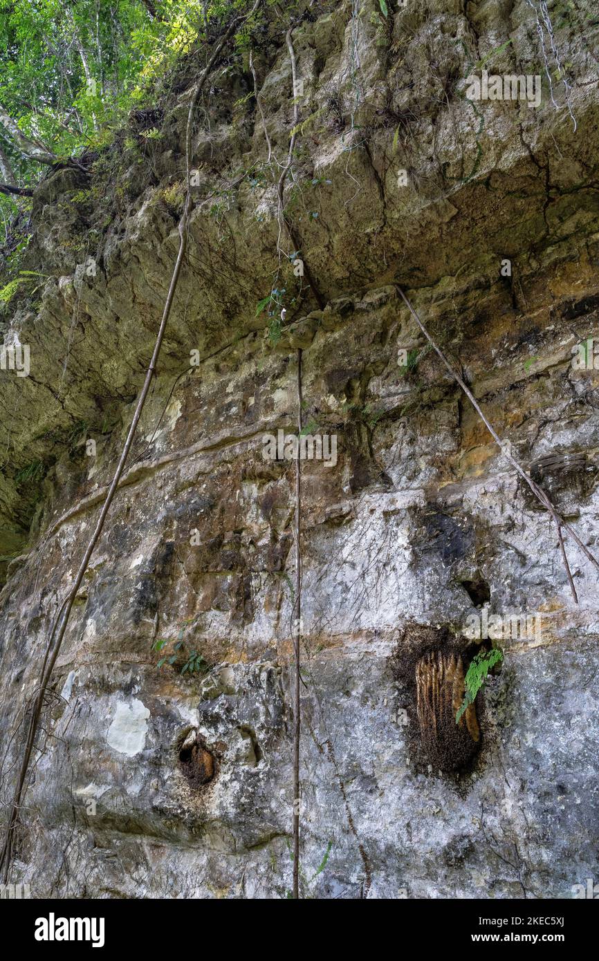 North America, Caribbean, Greater Antilles, Hispaniola Island, Dominican Republic, Puerto Plata Province, Tubagua, Los Charcos de los Militares, beehives on a rock face in tropical forest Stock Photo