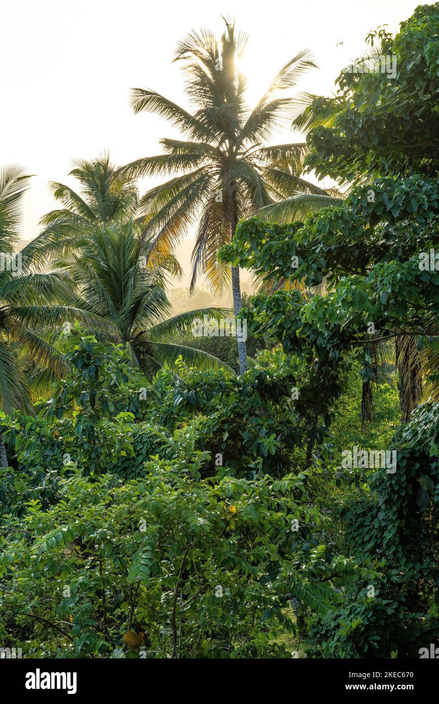 North America, Caribbean, Greater Antilles, Hispaniola Island, Dominican Republic, Sama, backlit palm landscape Stock Photo