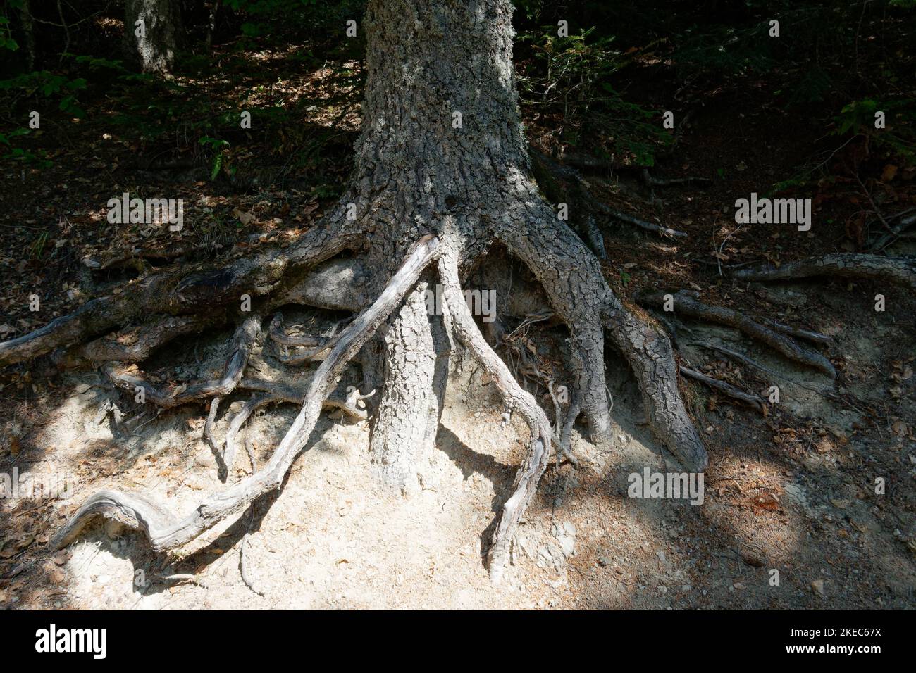 Fir tree roots in Abetone mountains in summer . Tuscany, Italy Stock