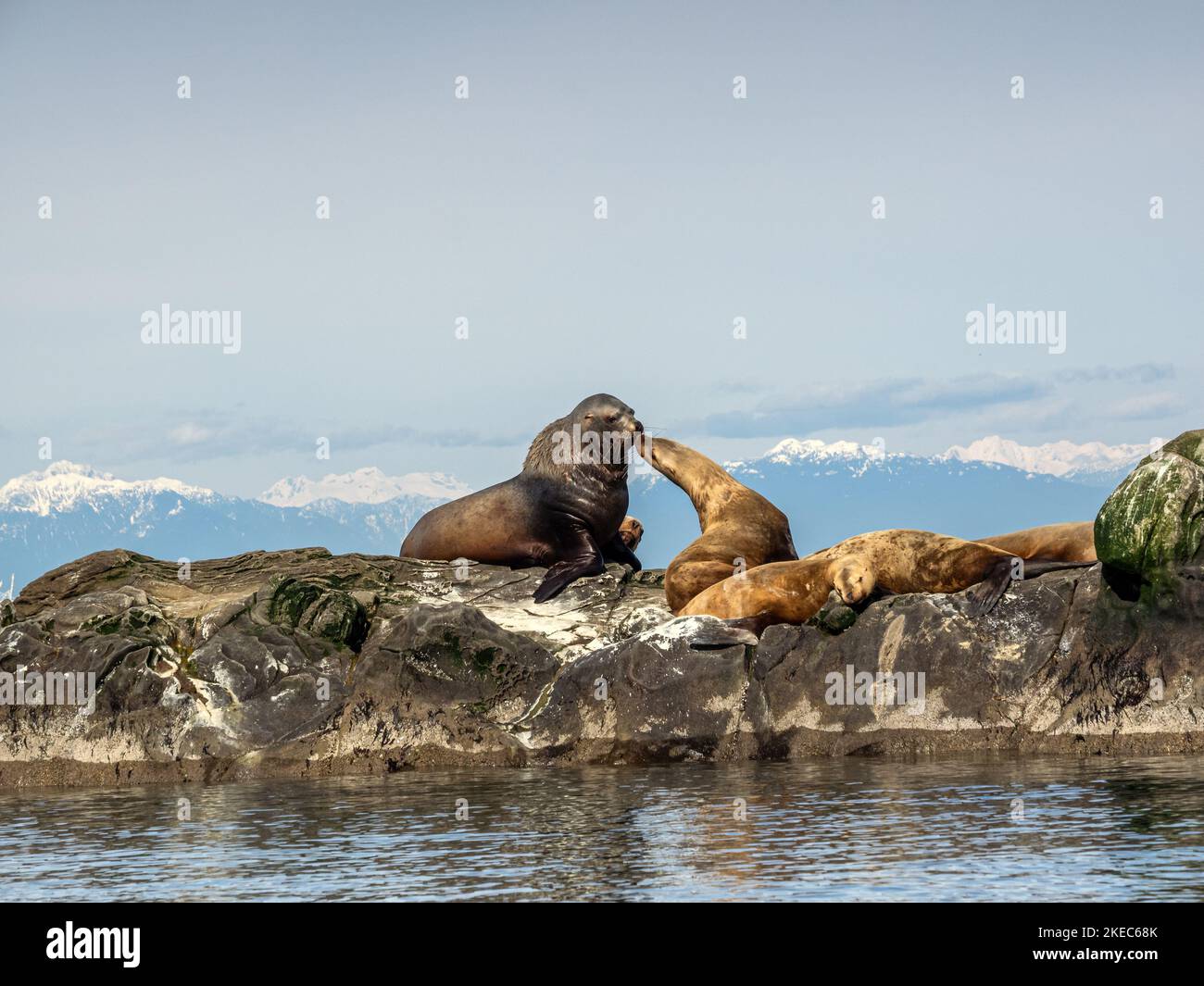 Kiss me you fool. Huge Sea Lions kissing on an ocean outcrop. Stock Photo