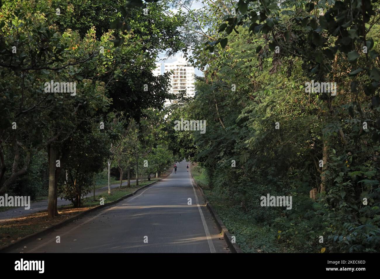 city skyline viewd from inside city park  Cuiaba, Brazil.                  July Stock Photo