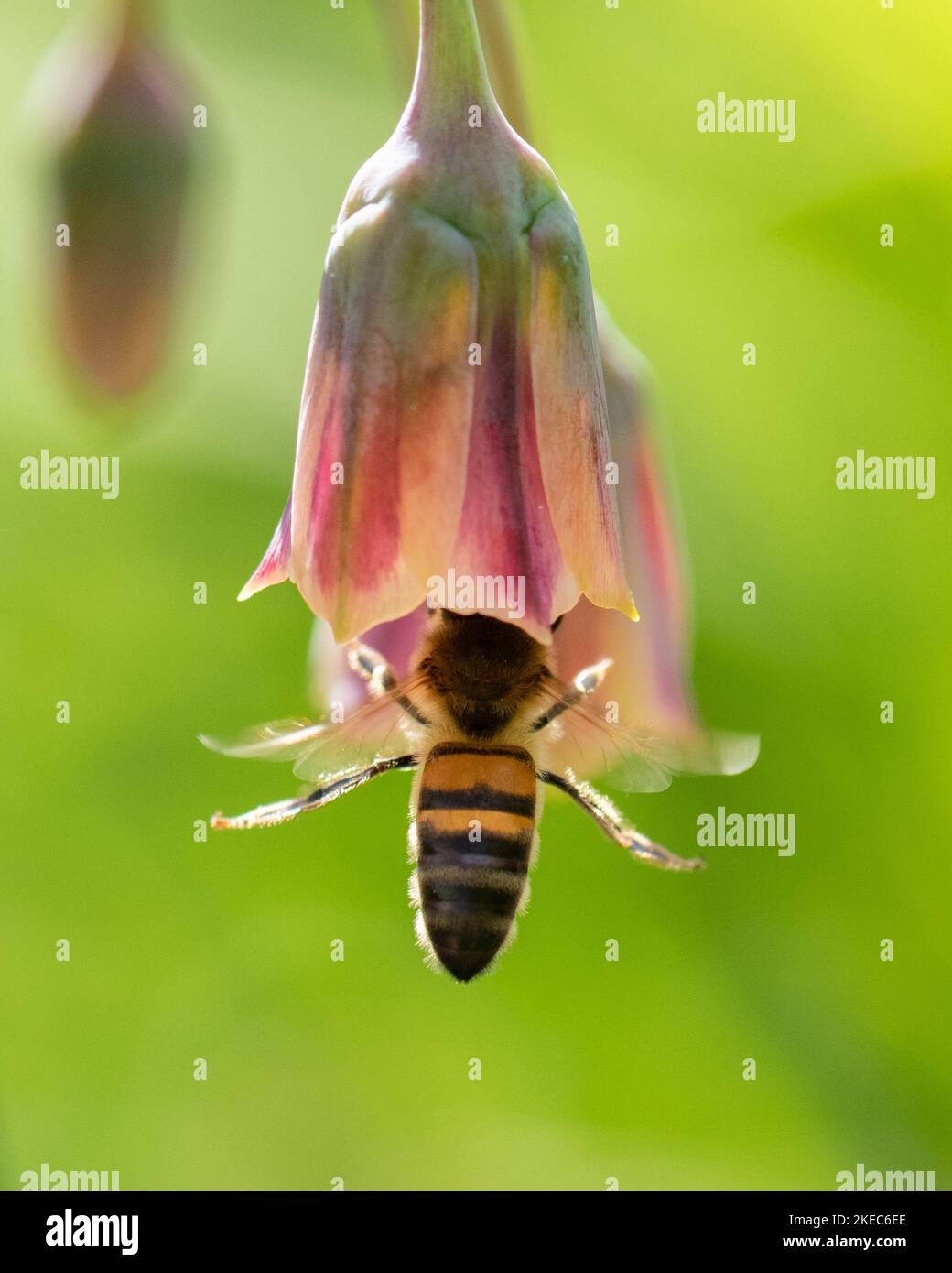 honey bee feeding from Sicilian Honey Garlic Allium siculum Nectaroscordum - UK Stock Photo