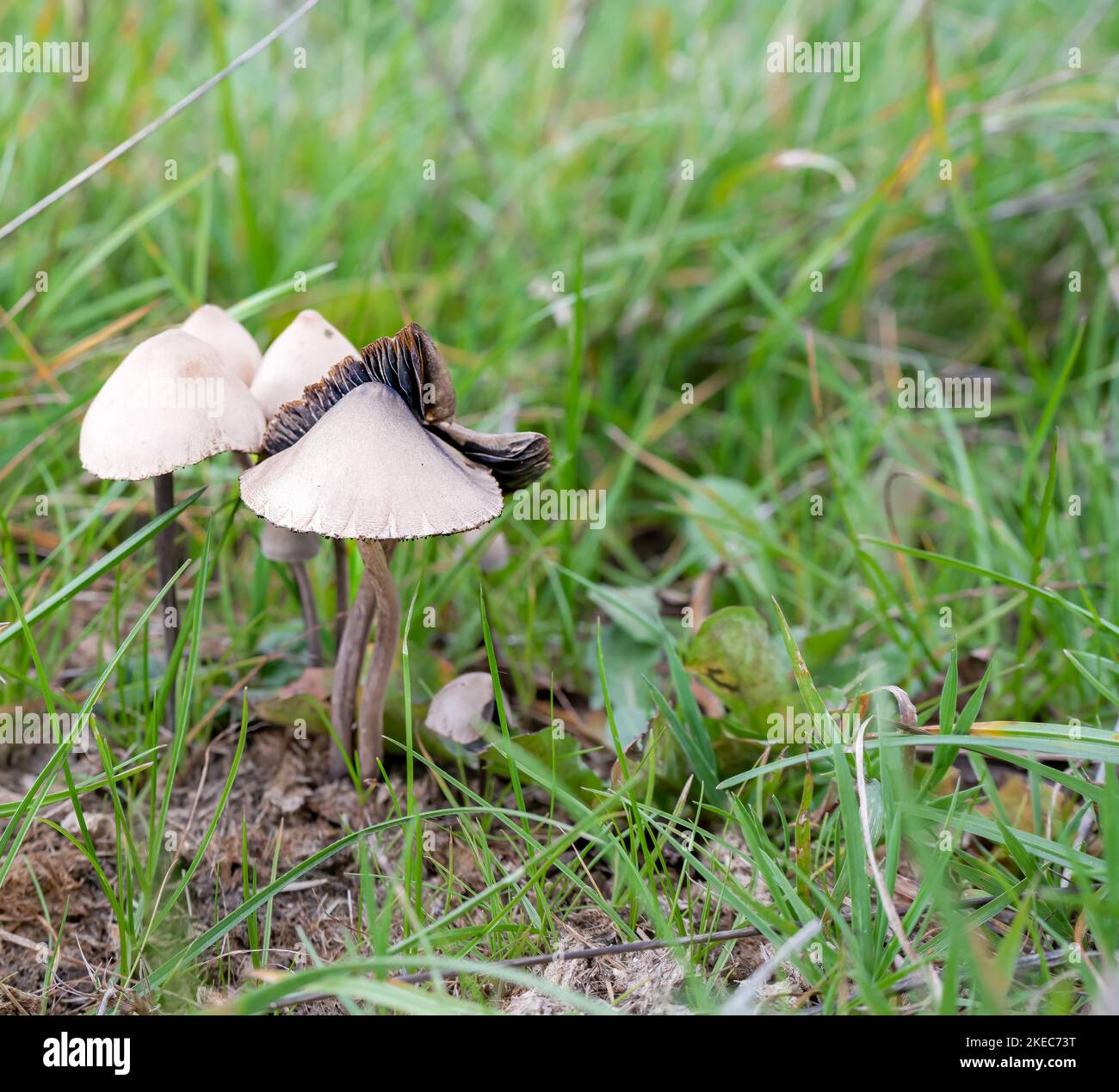 closeup of a Petticoat Mottlegill troop of mushrooms (Panaeolus