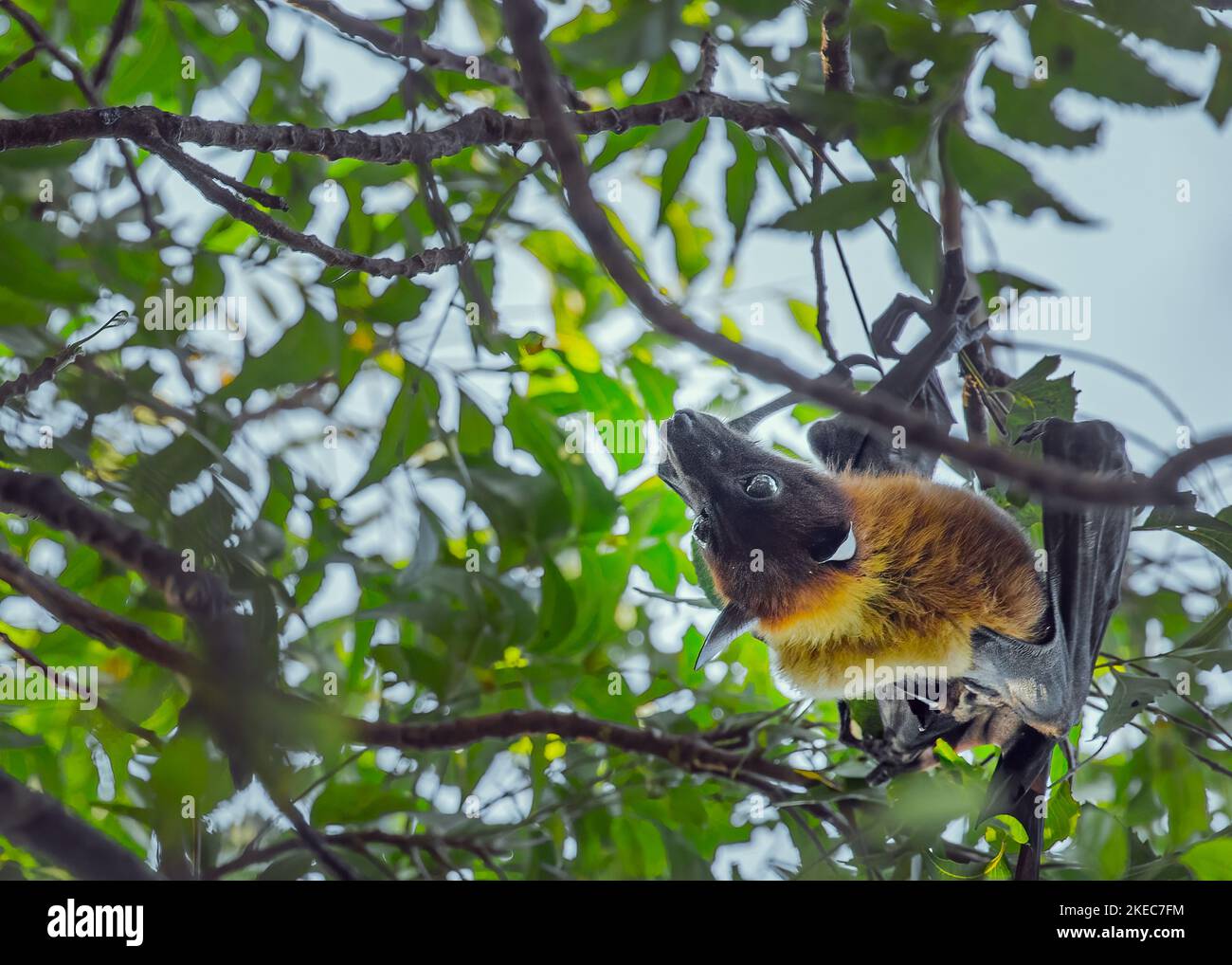 A Bat hanging on a tree with open eyes Stock Photo - Alamy