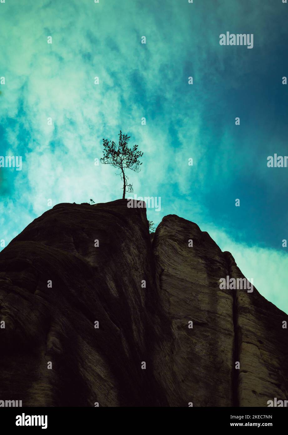 tree on the top of the mountain rock Stock Photo