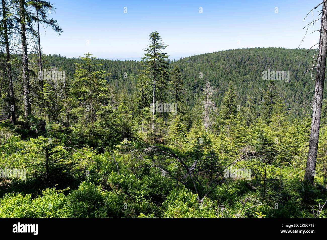 Europe, Germany, Southern Germany, Baden-Wuerttemberg, Black Forest, View over the treetops in the ascent to the viewpoint Zweiseenblick in the northern Black Forest Stock Photo