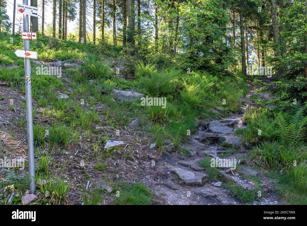 Europe, Germany, Southern Germany, Baden-Wuerttemberg, Black Forest, forest path in the ascent to Hochkopf Stock Photo