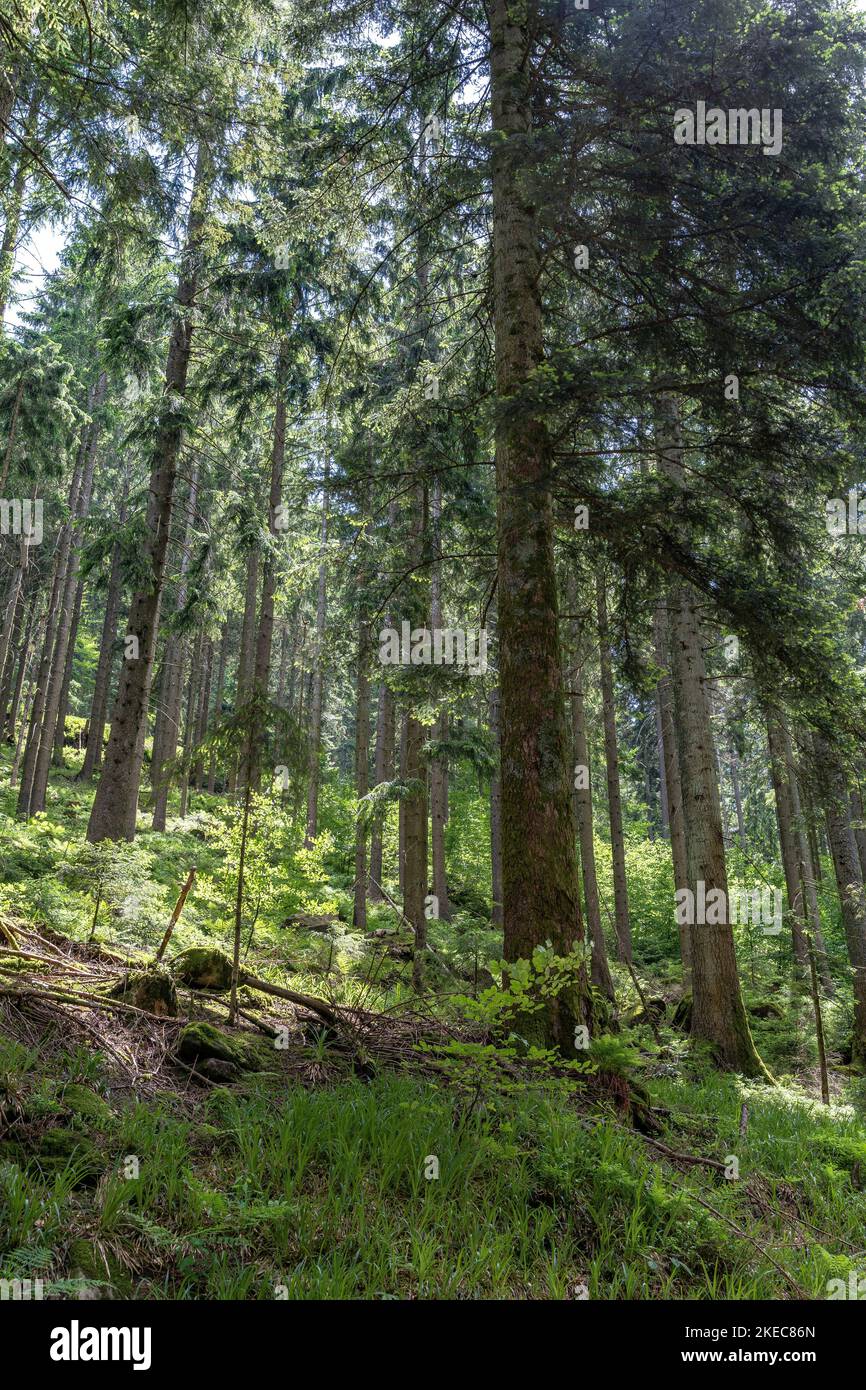 Europe, Germany, Southern Germany, Baden-Wuerttemberg, Black Forest, Picturesque forest scene in Black Forest near bad Peterstal Stock Photo