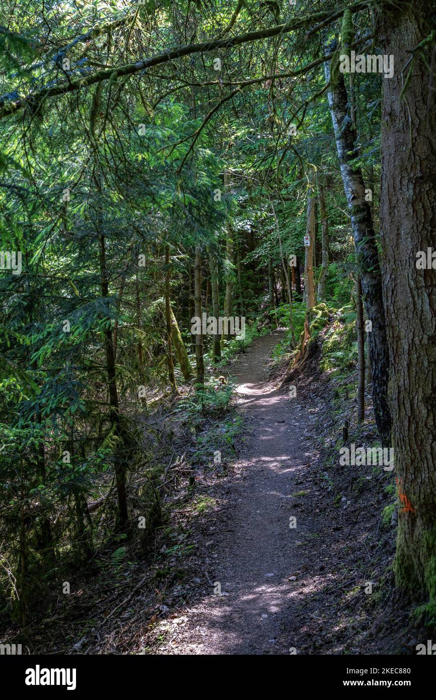 Europe, Germany, Southern Germany, Baden-Württemberg, Black Forest, Narrow forest path on stage 6 of the Westweg in the Black Forest Stock Photo