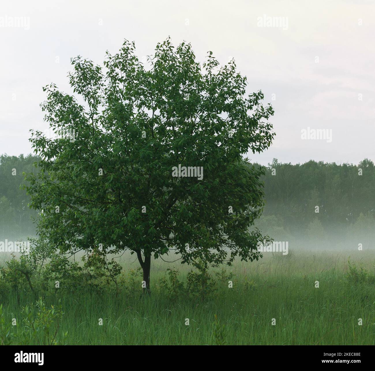 Lone tree in foggy field hi-res stock photography and images - Alamy