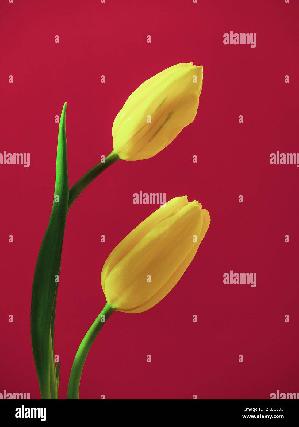 yellowtulips pair on retro pink Stock Photo