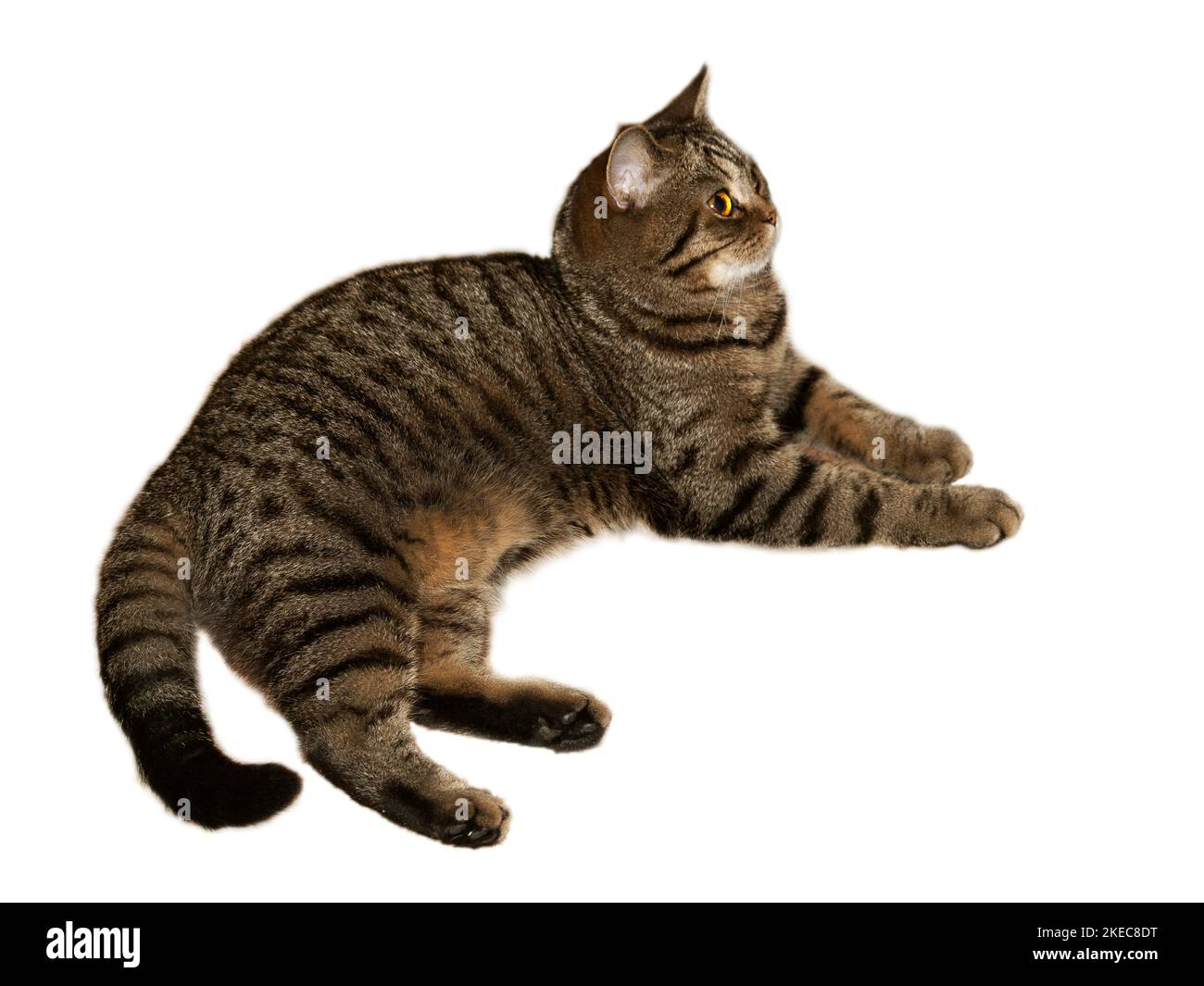 British Golden Cat cutout on white Stock Photo