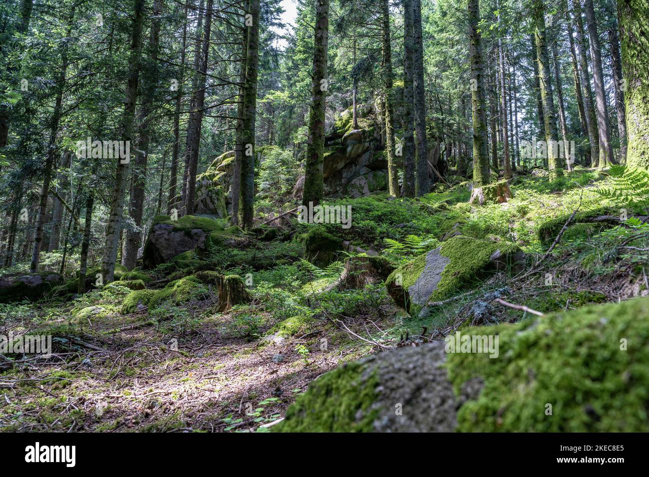 Europe, Germany, Southern Germany, BadenWürttemberg, Black Forest