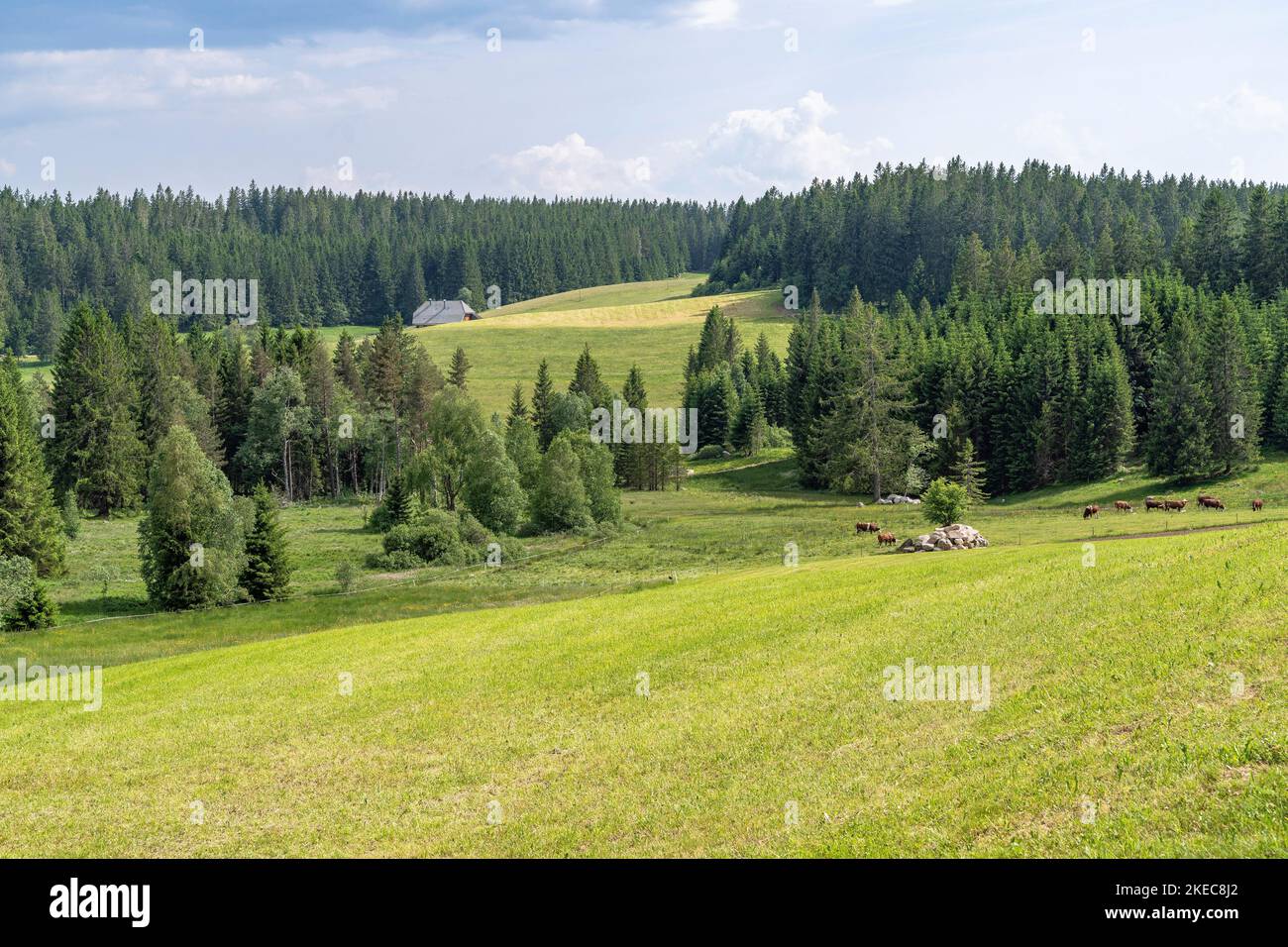 Europe, Germany, Southern Germany, BadenWuerttemberg, Black Forest