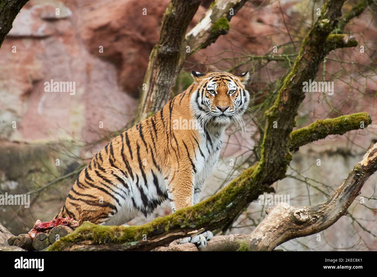 Siberian tiger (Panthera tigris altaica), sitting on a tree, captive, Germany Stock Photo