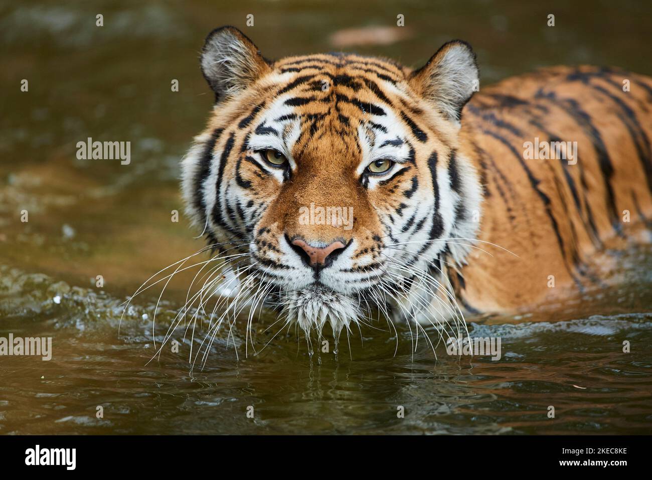 Siberian tiger (Panthera tigris altaica), swimming in water, captive, Germany Stock Photo