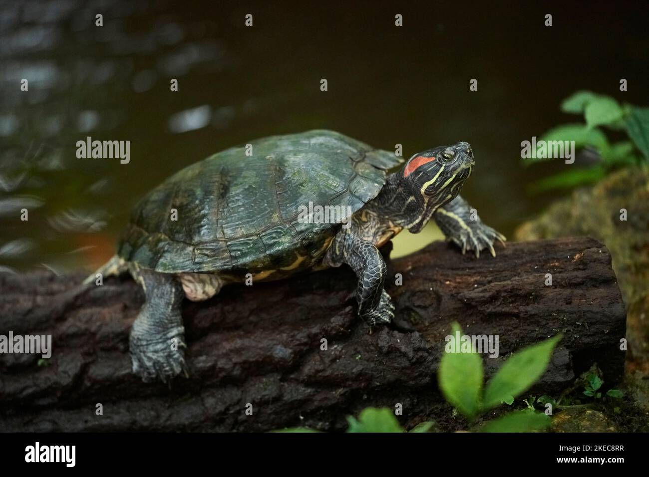 Red-cheeked slider turtle (Trachemys scripta elegans) sideways, on a ...