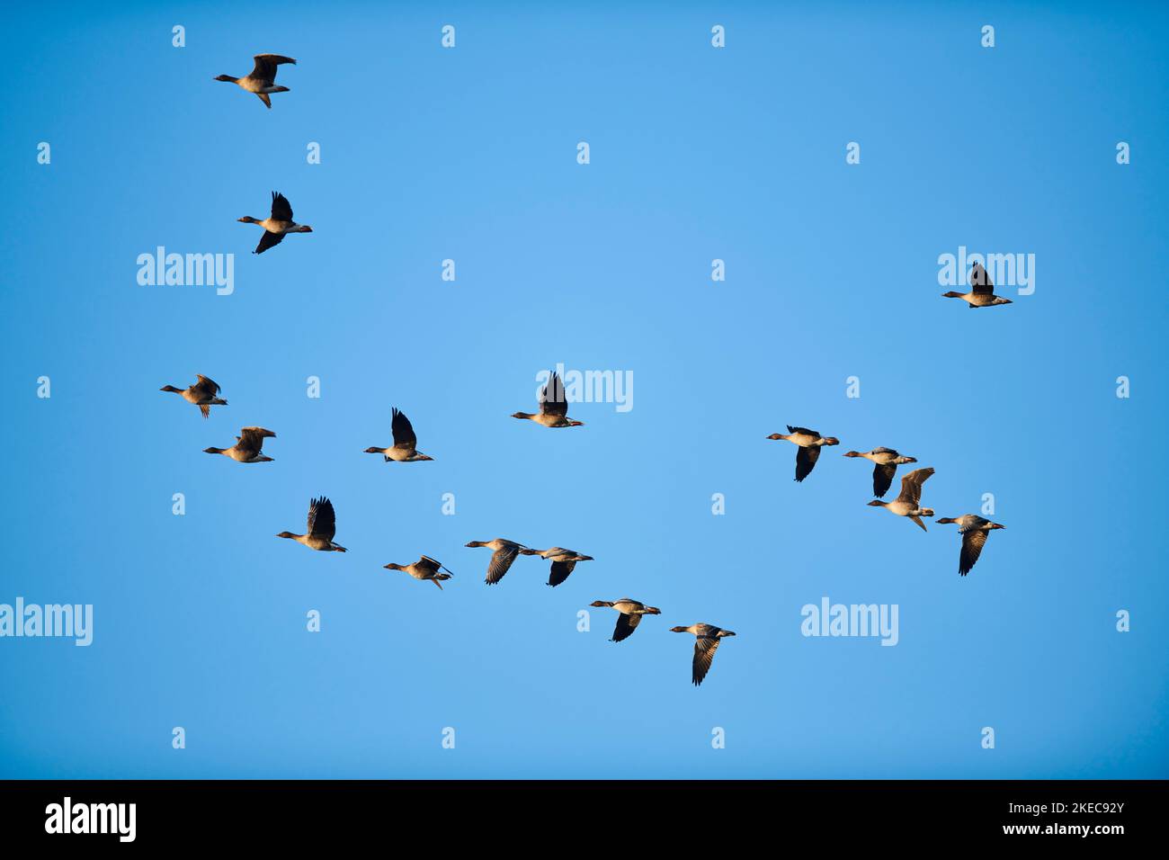 Bean Geese (Anser fabalis) in flight, group, flock, Bavaria, Germany, Europe Stock Photo