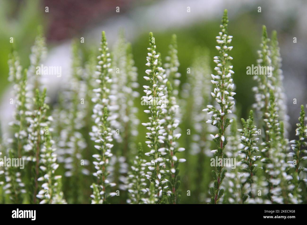 A beautiful closeup of a white heather in field Stock Photo