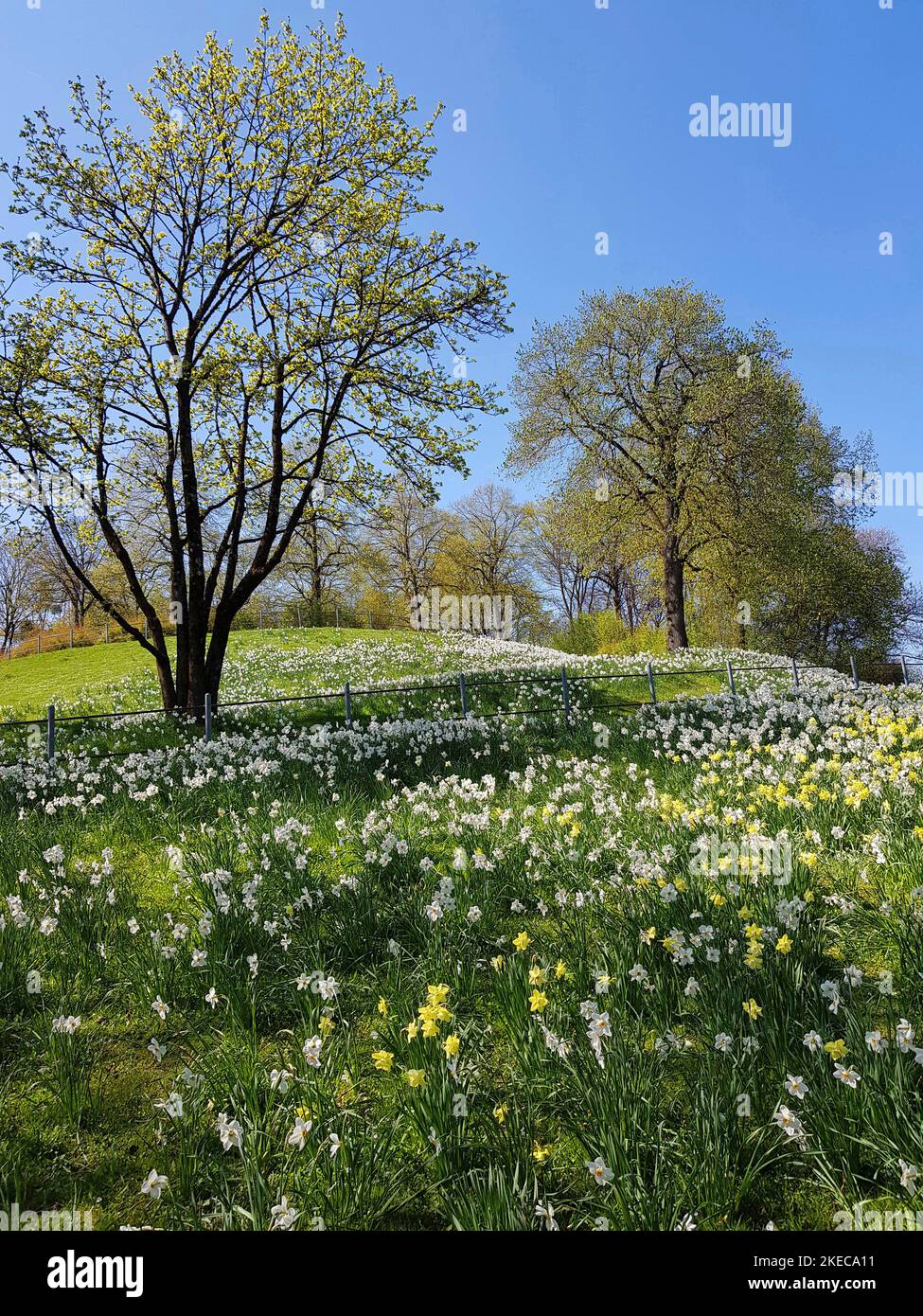 Westpark in spring. The 60-hectare park was created in 1983 for the International Horticultural Exhibition. It offers many recreational opportunities for games and sports, walking and cycling paths, barbecue facilities, flower and perennial gardens, gastronomy, East Asian ensemble, spring bloomers, daffodils on the meadows. Stock Photo