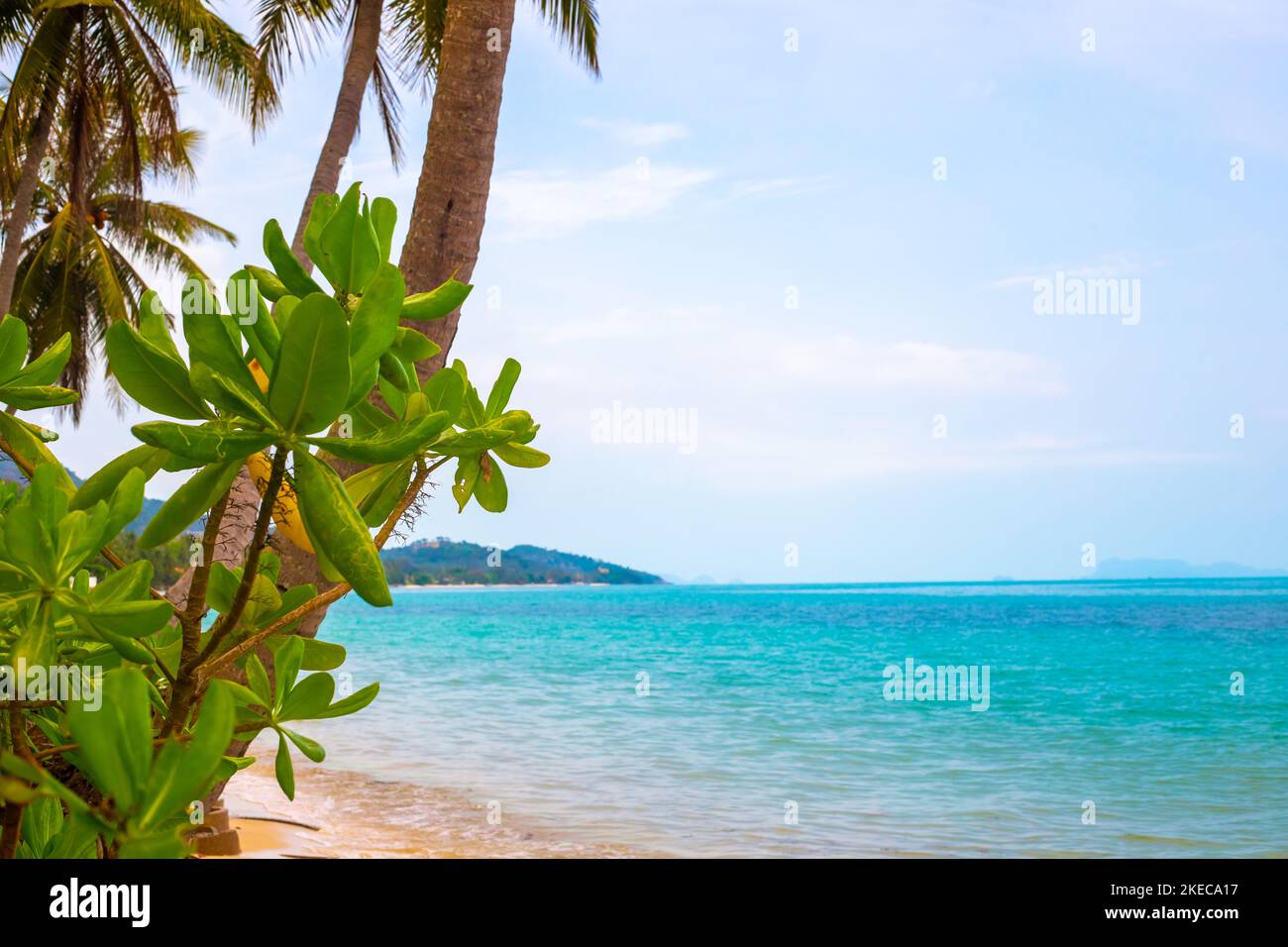 seascape. Palm trees and leaves of tropical trees on the seashore. Travel and tourism. Stock Photo