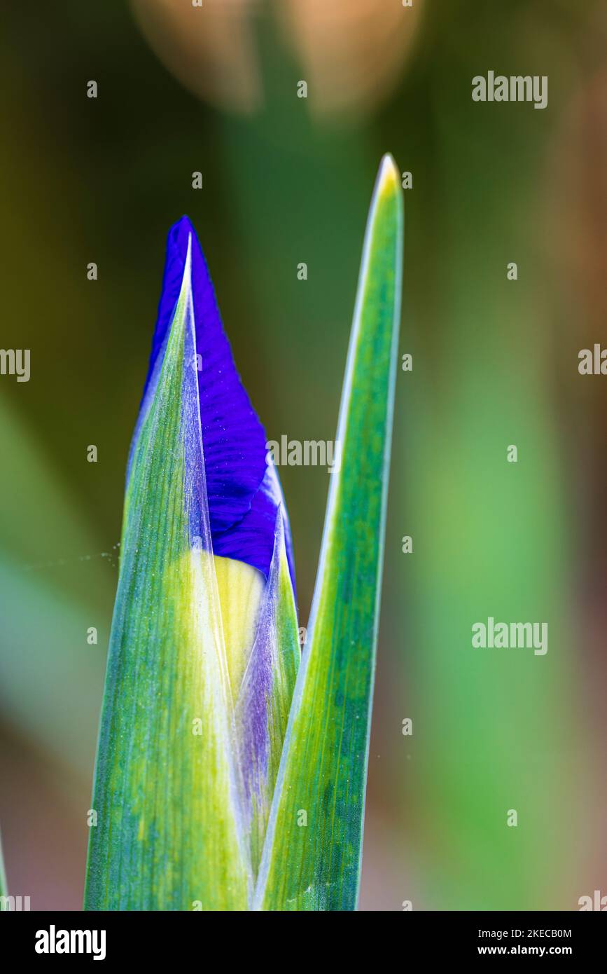 Dwarf Iris, Iris reticulata 'Harmony' Stock Photo
