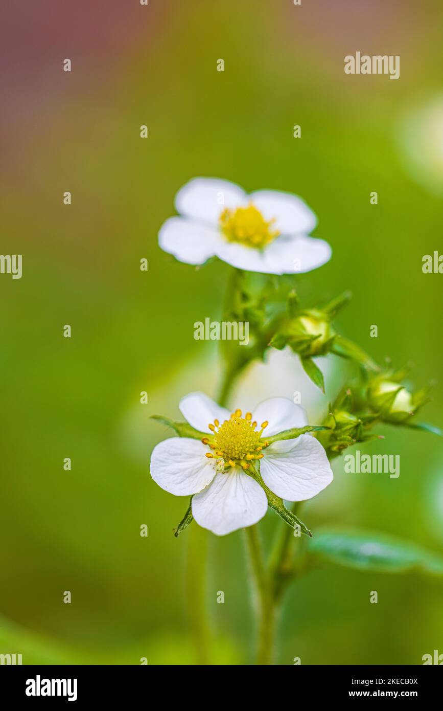 Wild strawberry, flower Stock Photo - Alamy