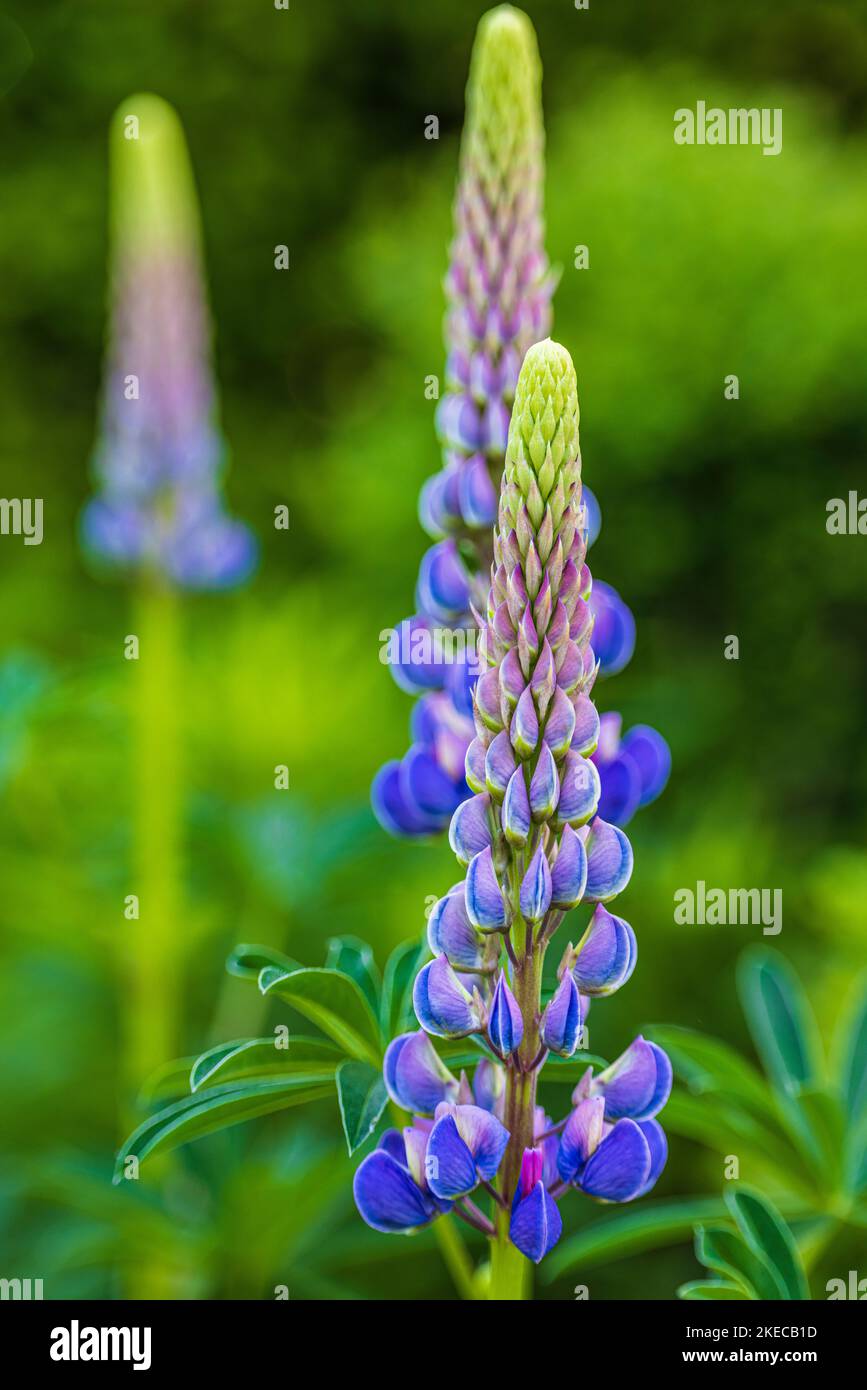 Large inflorescence hi-res stock photography and images - Alamy