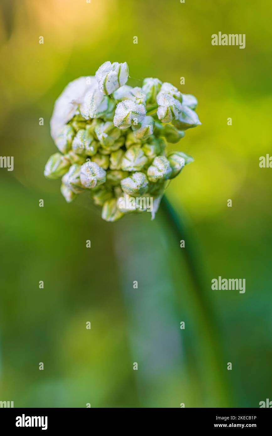 Leek bud, Allium Stock Photo