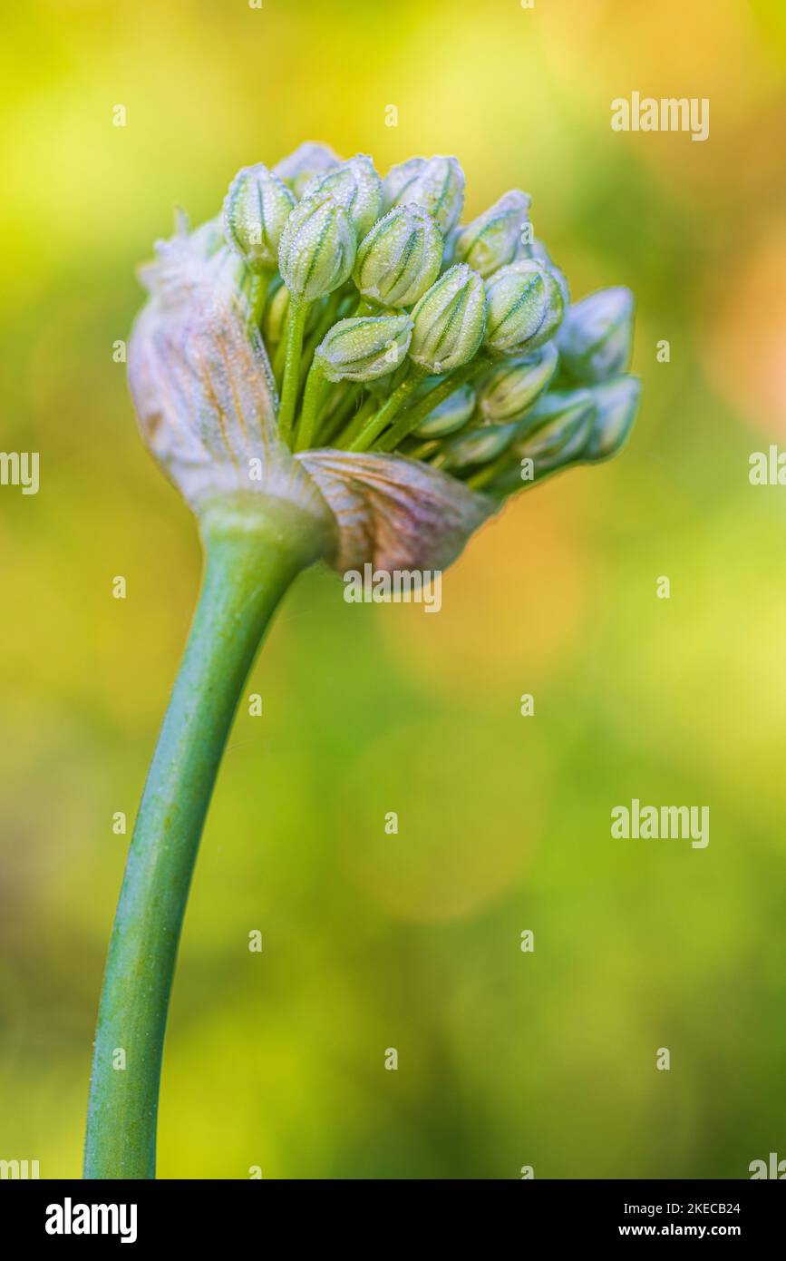 Leek bud, Allium Stock Photo
