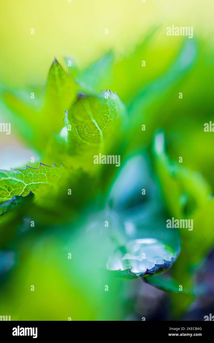 Garden, abstract, wallpaper Stock Photo
