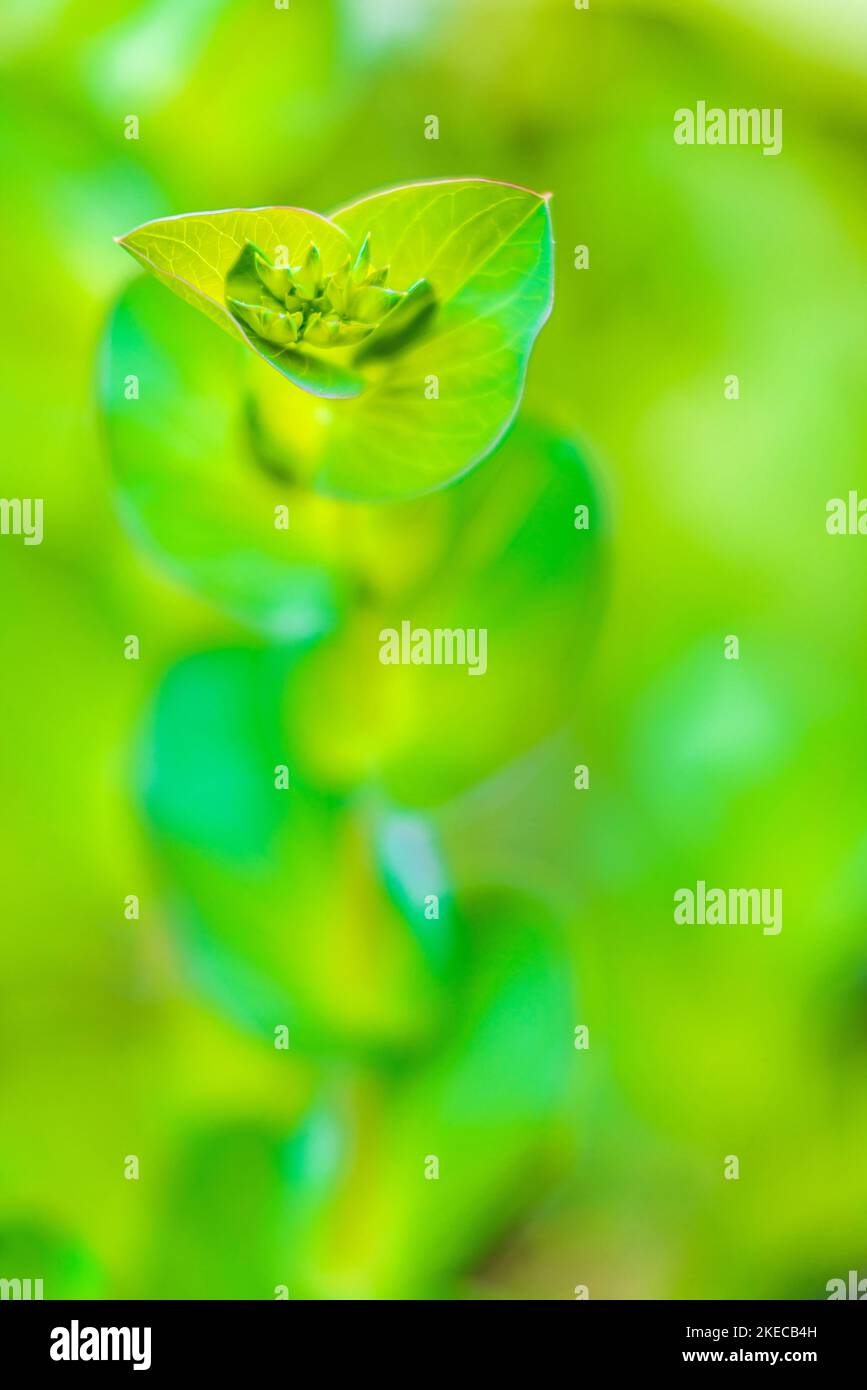 Garden, abstract, wallpaper Stock Photo