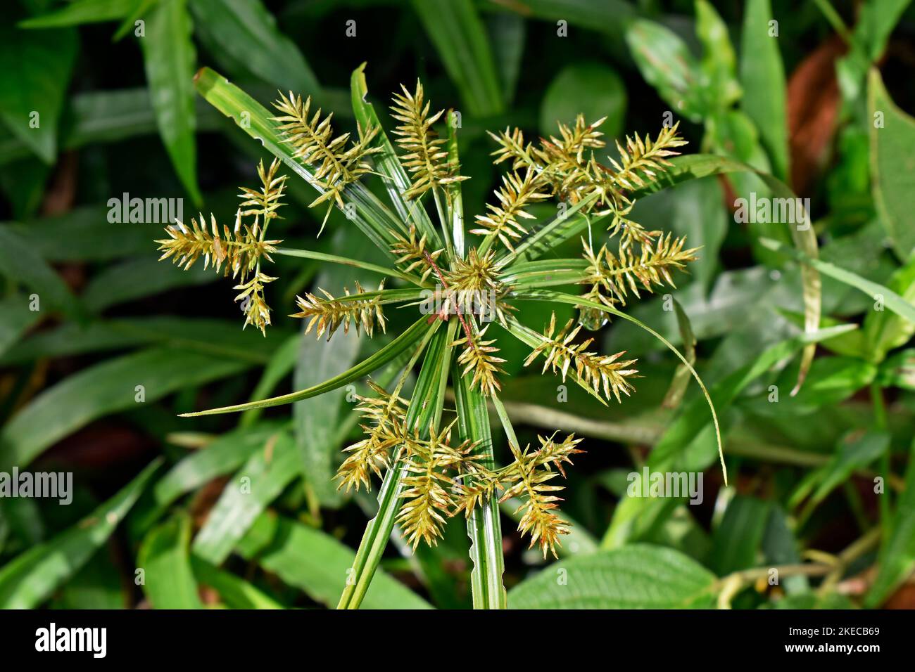 Umbrella papyrus or umbrella sedge flowers (Cyperus alternifolius) Stock Photo