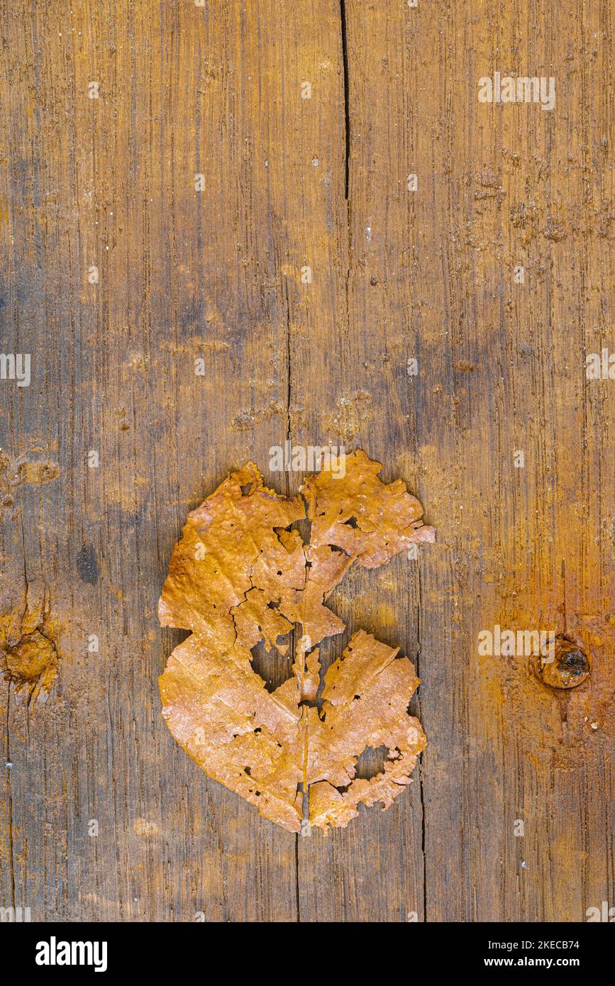 weathered leaf on wooden background, still life Stock Photo